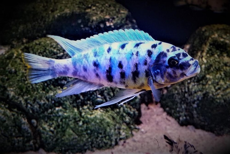 Maylandia fainzilberi 'Lupingu'